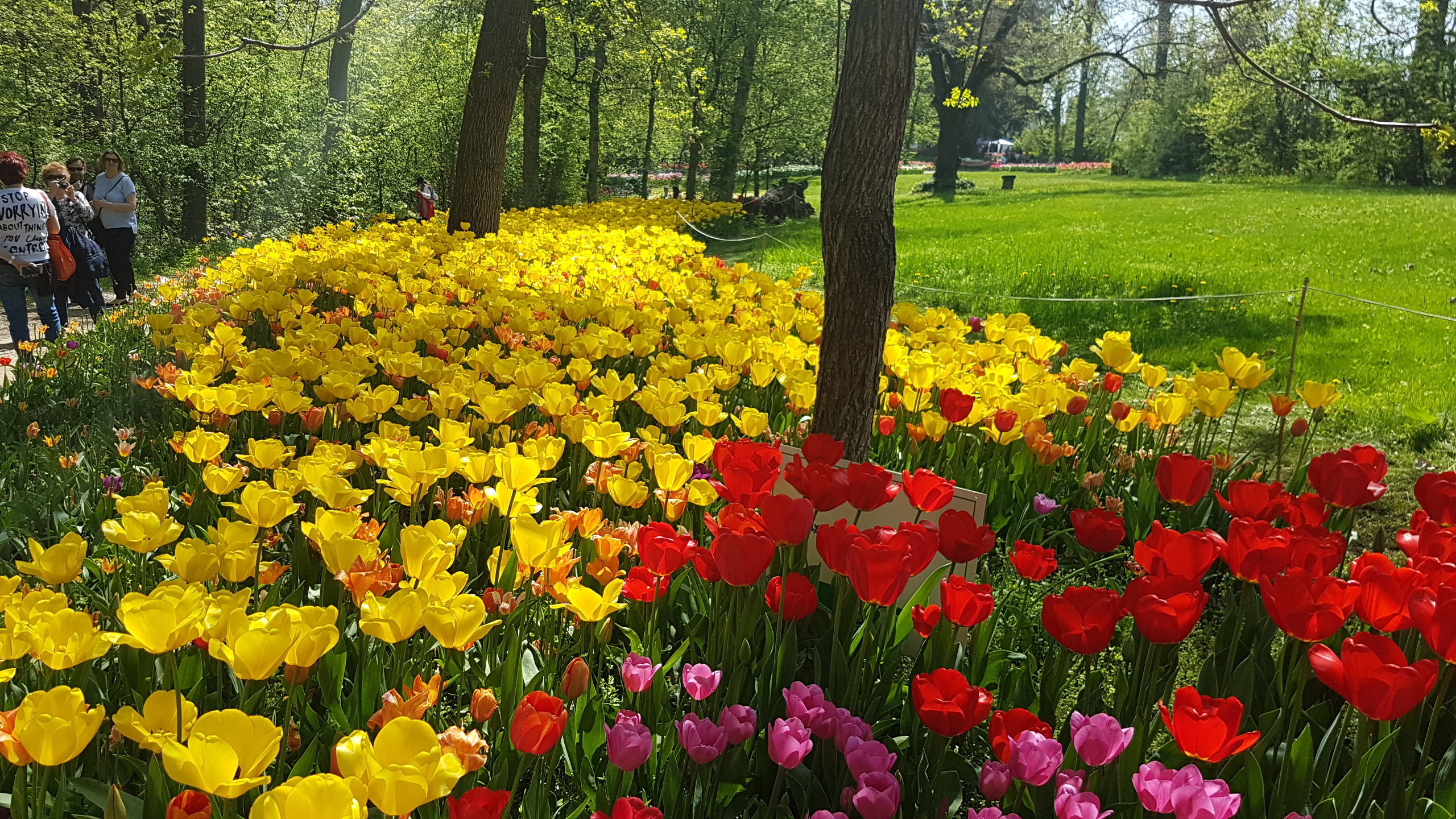 Tulipmania Piemonte