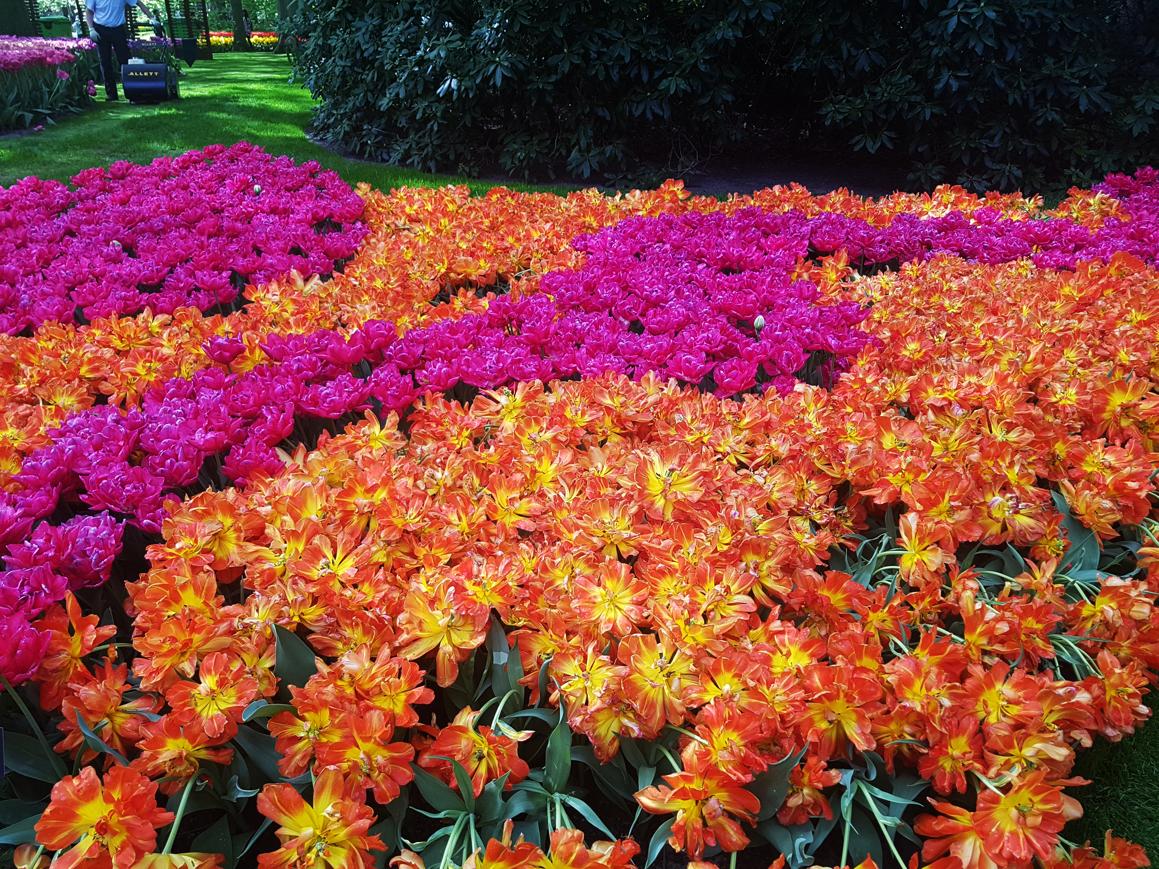 Tulipmania Olanda