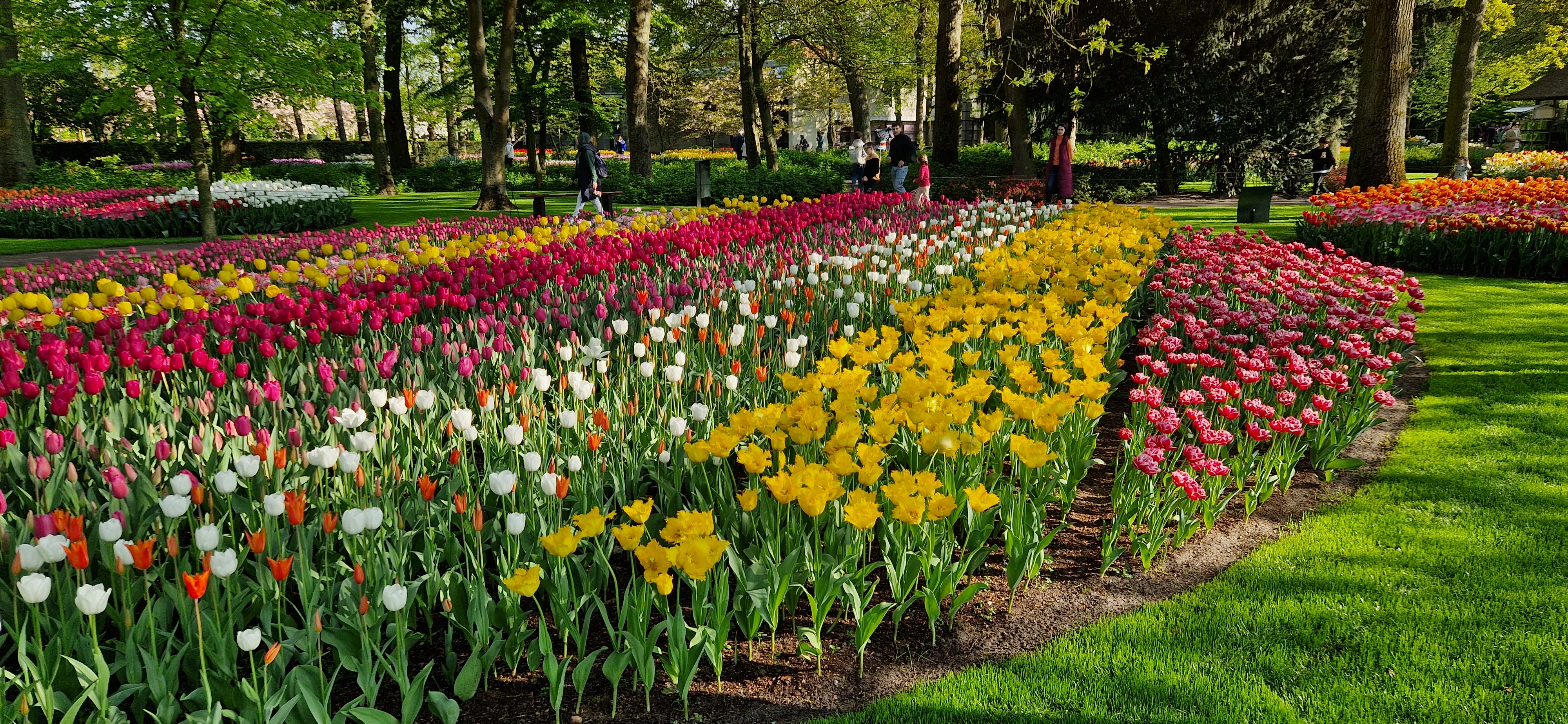 Tulipmania Olanda